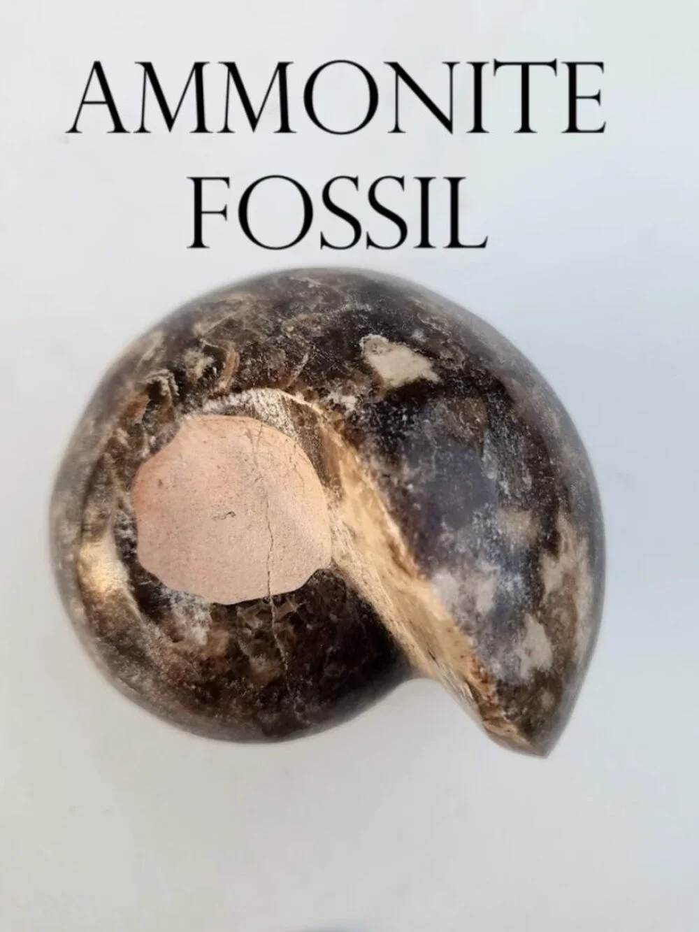 Large Whole Ammonite Fossil Shell Polished Gems and Minerals Rocks Fossils Decor